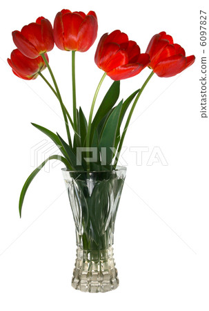 flower tulips 6097827