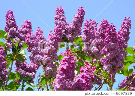 lilac  flower 6097829