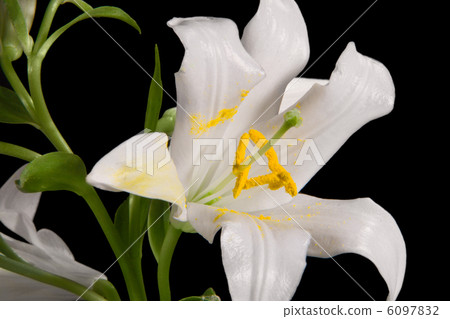 lily white lily white 6097832