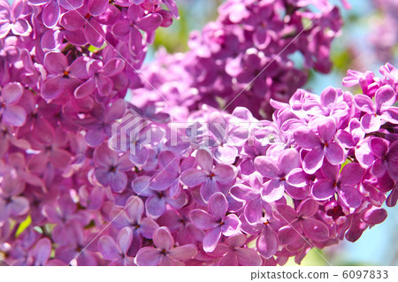 lilac flower lilac flower 6097833