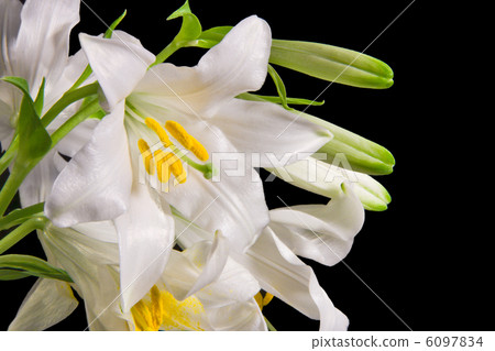 white lily white lily 6097834