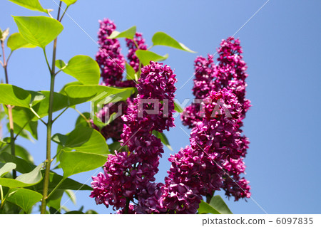 flower lilac flower lilac 6097835