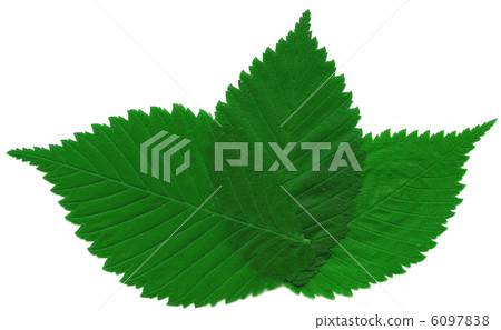 elm leafs 6097838