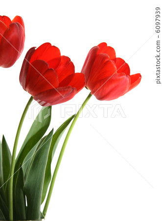 flowers tulip flowers tulip 6097939