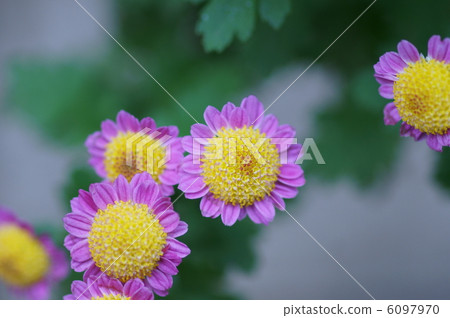 I am Toshiki chrysanthemum. It is a very small type. 6097970