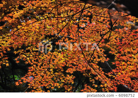 Autumn leaves at Rikugien Garden 6098752