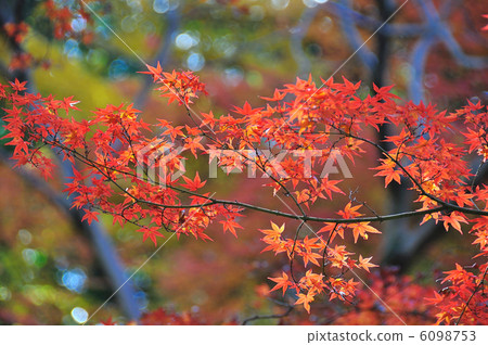 Autumn leaves at Rikugien Garden 6098753