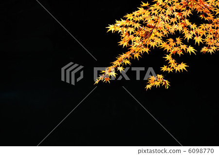 Autumn leaves at Rikugien Garden Autumn leaves at Rikugien Garden 6098770
