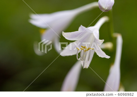 White Kobagigi 6098982