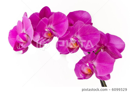 pink orchid pink orchid 6099329