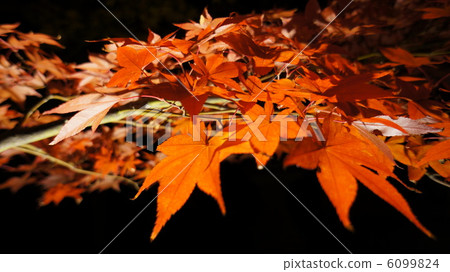 maple, yellow leafe, outside 6099824