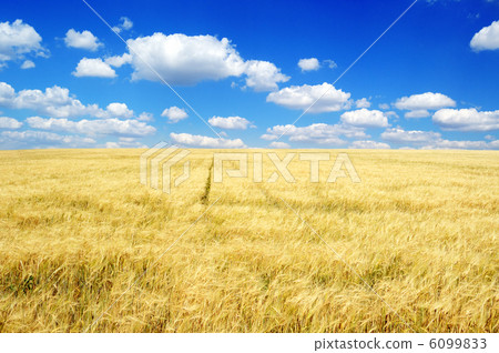 Wheat field 6099833