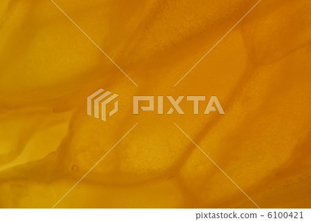 邁肯暗戀 6100421