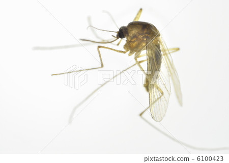 蚊子 6100423