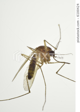 蚊子 6100424