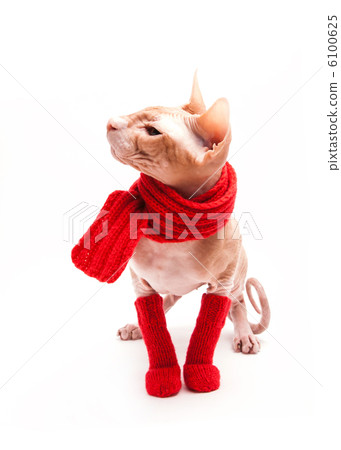 cat sphinx warm with red scarf and socks cat sphinx warm with red scarf and socks 6100625