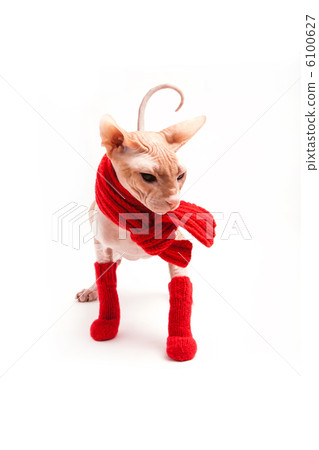 cat sphinx warm with red scarf and socks cat sphinx warm with red scarf and socks 6100627