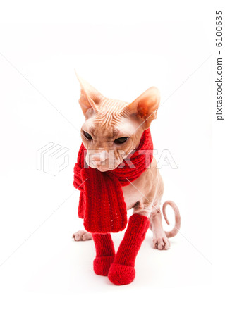 cat sphinx warm with red scarf and socks cat sphinx warm with red scarf and socks 6100635