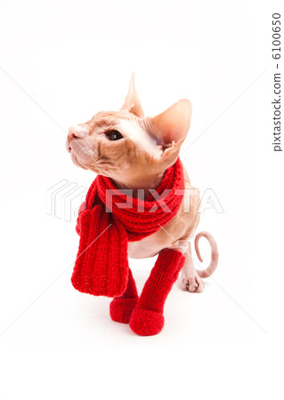 cat sphinx warm with red scarf and socks 6100650