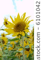 迷你向日葵 6101042