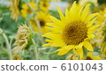 迷你向日葵 6101043