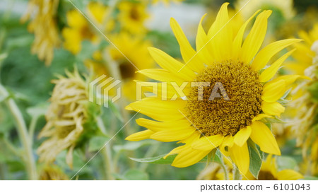 迷你向日葵 6101043