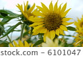 迷你向日葵 6101047