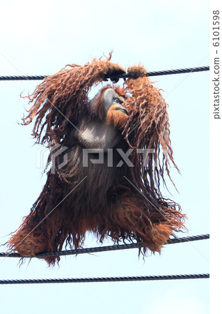 Orangutan Orangutan 6101598