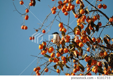 Tailed bird looking at persimmon trees 6101733