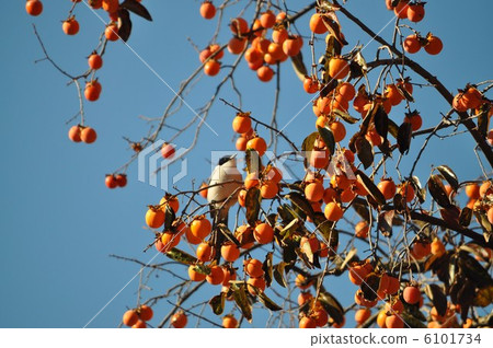 Tailed bird looking at persimmon trees 6101734