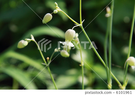 Cirene·Uniflora 6101961