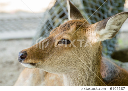 Sika deer in Nara Park 6102187