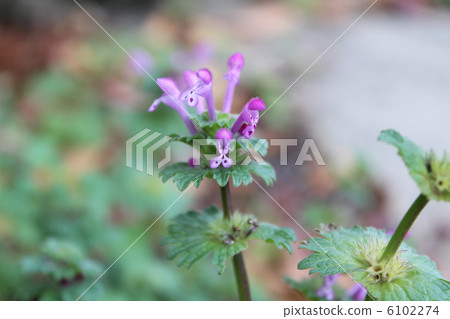 霍托肯諾扎 6102274