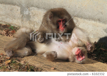 Japanese couple of Japanese monkeys 6102332