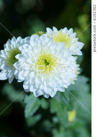 噴菊花宜必思 6102362