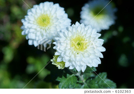 噴菊花宜必思 6102363