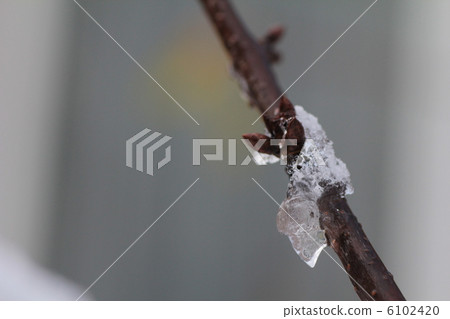 雪枝尖樹 6102420