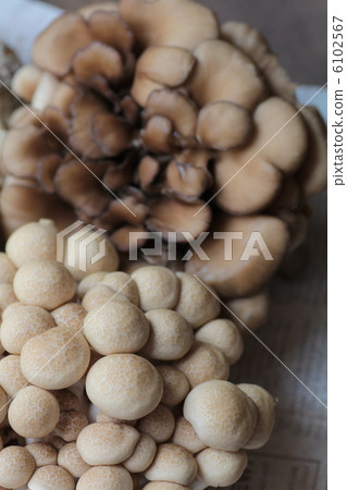 Two types of fresh mushrooms: Shimeji and Maitake 6102567