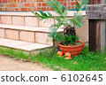 Cycads 6102645