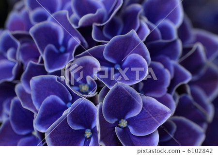 Purple hydrangea 6102842