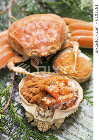 塞西莉亞螃蟹 6103261