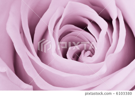 violet rose close up 6103380
