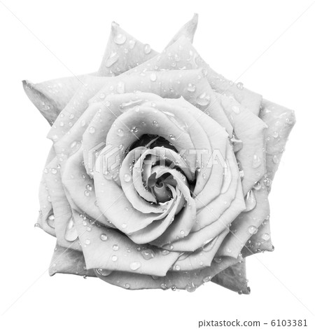 white rose white rose 6103381