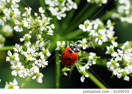 Bumble bee 6104039