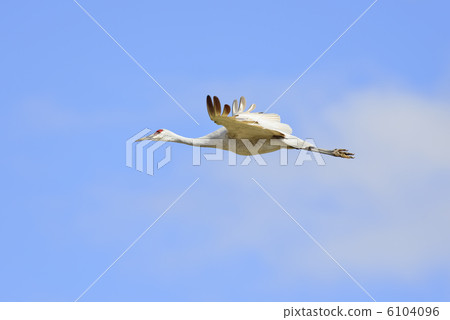 Canadian crane (Sandhill crane) Canadian crane (Sandhill crane) 6104096