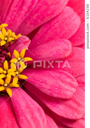 pink flower pink flower 6104298