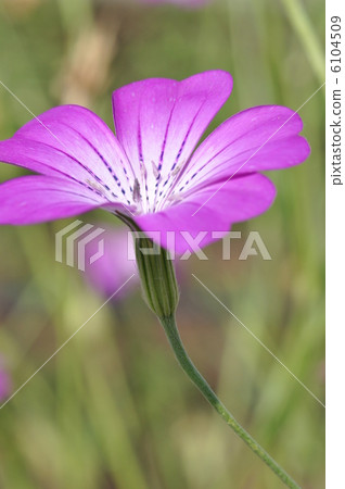 Agurosutenma 6104509