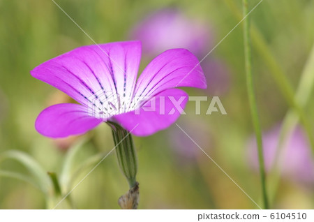 Agurosutenma 6104510