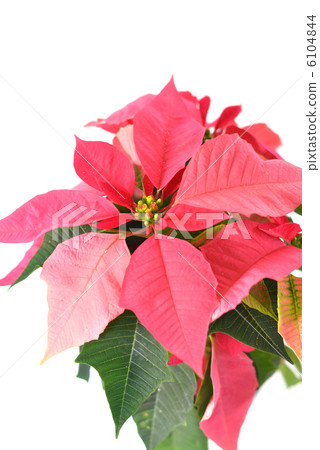 poinsettia, white background, Pink Flower 6104844