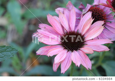 Echinacea Echinacea 6104984
